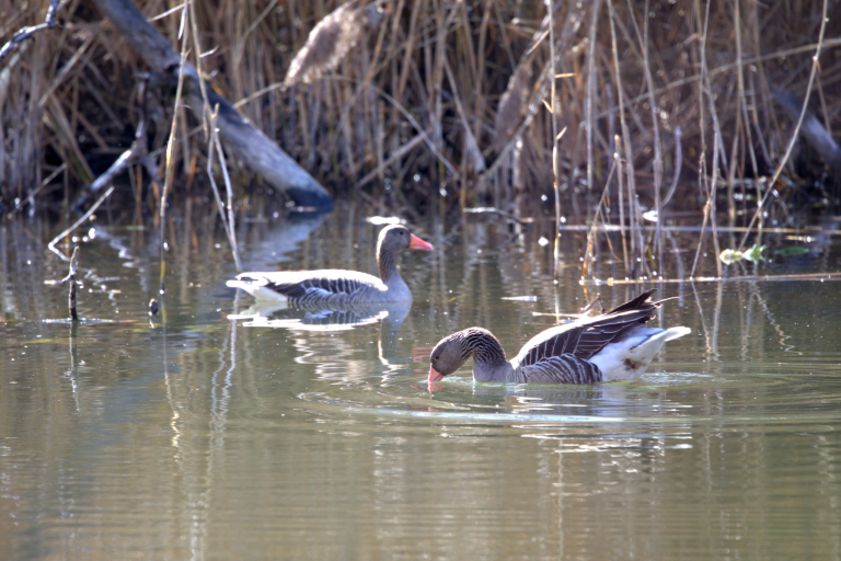 <p>Schulung zur letalen Entnahme von Graugänsen und Höckerschwänen gemäß der Oö. Federwildmanagementverordnung (Oö. FMVO)</p>