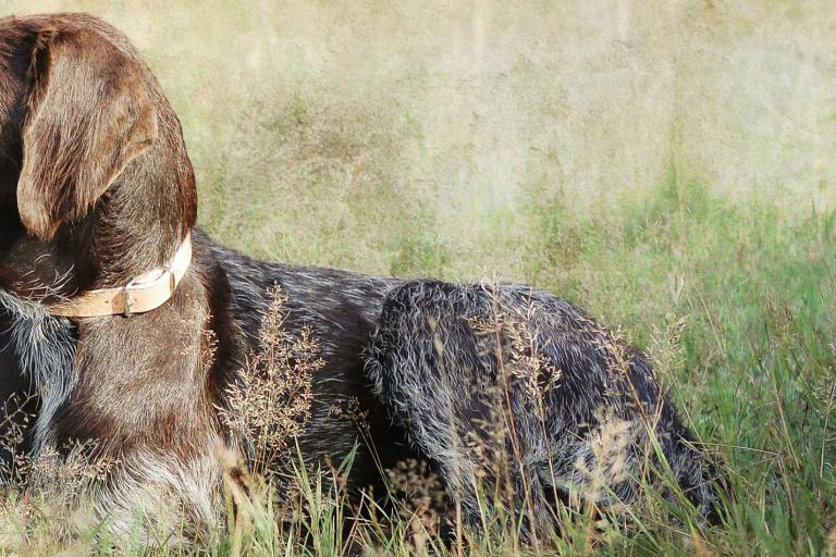 Jagdhundebeihilfe